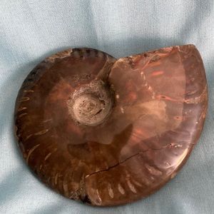 Whole polished ammonite.fossil. Beautiful orange and red flash. Nice piece.